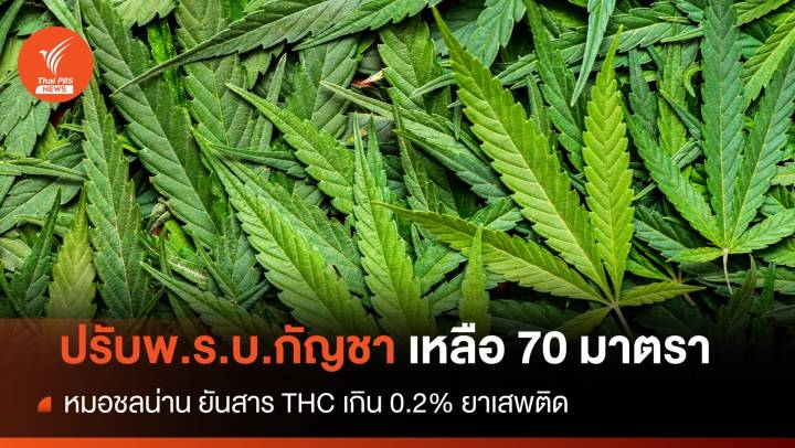 "หมอชลน่าน" เคาะปรับแก้ พ.ร.บ.กัญชาเหลือ 70 มาตรา