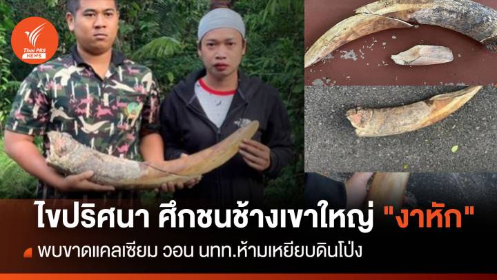 ไขปริศนา! "งาช้างหัก" ขาดแคลเซียม วอน นทท.ห้ามเหยียบดินโป่ง