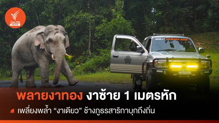 ตามหา "งา 1 ม." พลายงาทอง เพลี่ยงพล้ำศึกชนช้างเขาใหญ่ 