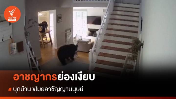 อาชญากรย่องเงียบ! แอบเข้าบ้านมนุษย์ขโมย "ลาซัญญา"