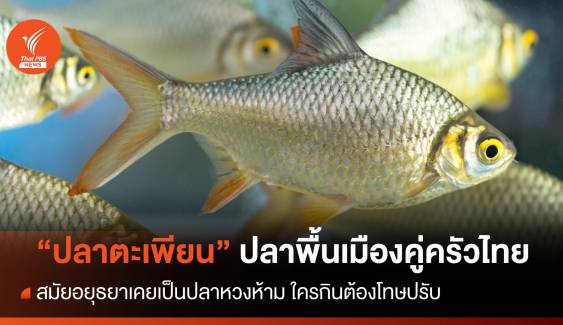 "ปลาตะเพียน" ปลาพื้นเมืองคู่ครัวไทย "สมเด็จพระเจ้าท้ายสระ" โปรดเสวย ในอดีตใครกินต้องโทษปรับ