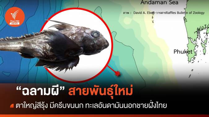 ตะลึงพบ &quot;ฉลามผี&quot; สายพันธุ์ใหม่ทะเลอันดามันนอกชายฝั่งไทย