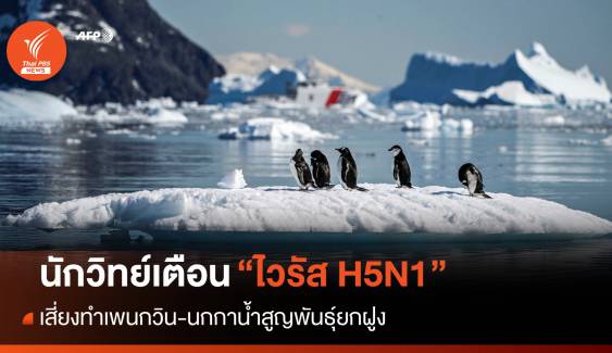 นักวิทย์จับตา "หวัดนก H5N1" ระบาดอเมริกาใต้-แอนตาร์กติกา