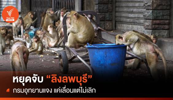 หยุดจับลิงลพบุรี กรมอุทยานฯ แจง แค่เลื่อนแต่ไม่เลิก