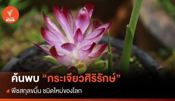 ค้นพบ "กระเจียวศิริรักษ์" พืชสกุลขมิ้น ชนิดใหม่ของโลก