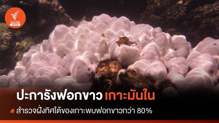 วิกฤต! หมู่เกาะมัน พบปะการังฟอกขาวกว่า 80%