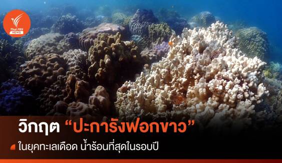 วิกฤต "ปะการังฟอกขาว" ในยุคทะเลเดือด