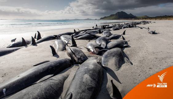 วาฬนำร่อง 477 ตัว เกยตื้นตายในนิวซีแลนด์