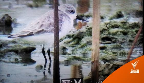 นักดูนกถ่ายภาพได้แล้ว “นกชายเลนปากช้อน” ตัวแรก ที่อพยพมาจากรัสเซีย