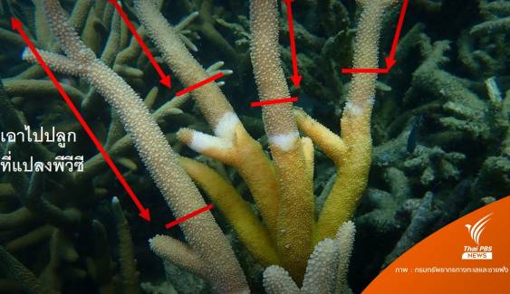 "โรคแถบสีเหลือง" ระบาดปะการังหมู่เกาะสัตหีบ-แสมสาร 