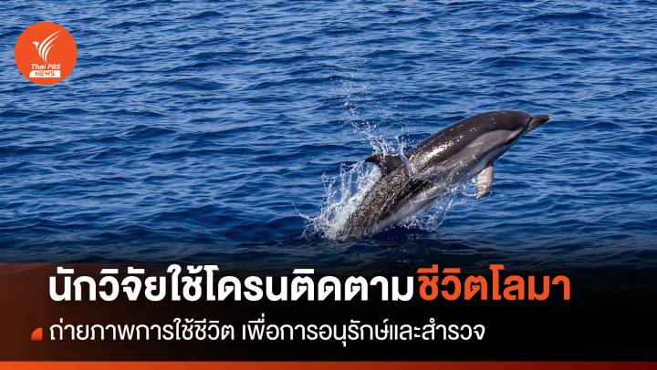 นักวิจัยใช้โดรนศึกษาพฤติกรรมชีวิตโลมา เพื่อการอนุรักษ์และสำรวจประชากร