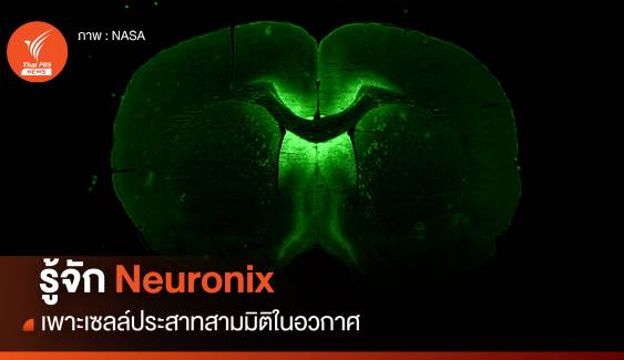 รู้จัก Neuronix เพาะเซลล์สามมิติในอวกาศ