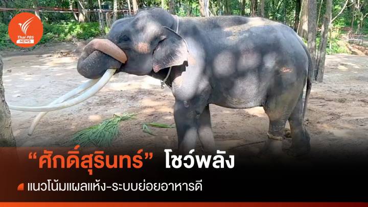 "พลายศักดิ์สุรินทร์" โชว์ท่าบิดงวงบ่งชี้ความแข็งแกร่ง