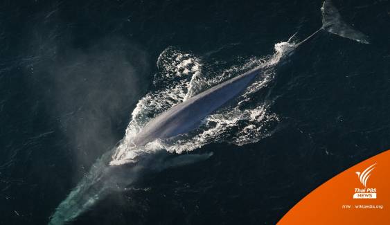 รู้จัก "วาฬสีน้ำเงิน" หลัง ครม. เห็นชอบบรรจุบัญชีสัตว์ป่าสงวนไทย