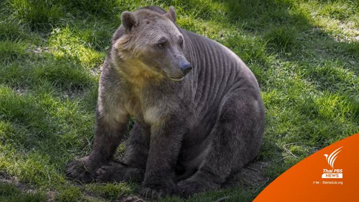 "หมีพิซลี" สัตว์กำเนิดใหม่จาก "ภาวะโลกร้อน"