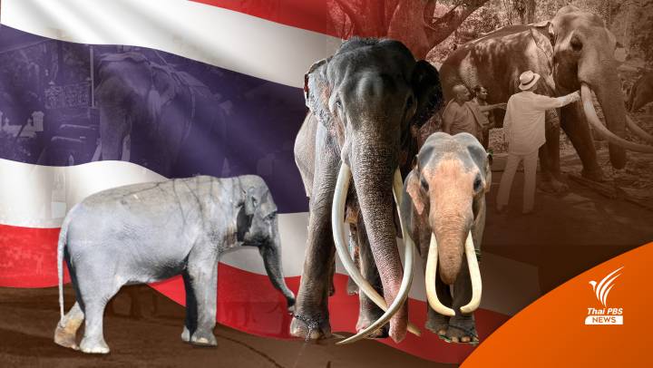 ไม่เพียง "พลายศักดิ์สุรินทร์" แต่ยังมี "ช้างไทย" อีก 10 เชือกอยู่ต่างแดน? 