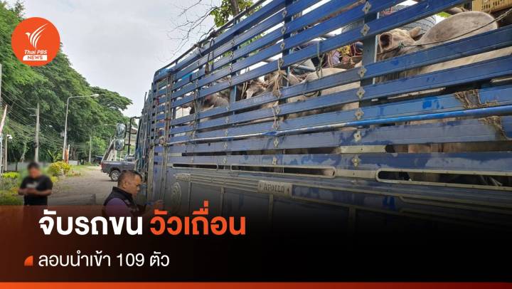 สกัดจับรถบรรทุกลอบขนวัวเถื่อน ยึดของกลาง 109 ตัว