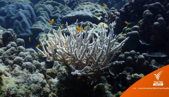 ปะการัง "เกาะตาชัย" เริ่มฟอกขาว 5% จับตาน้ำทะเลอุ่นขึ้น 