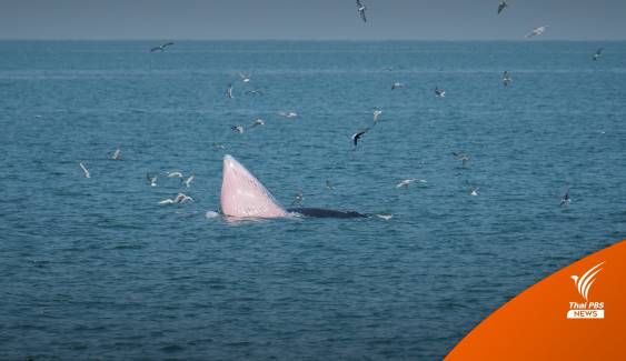 สำรวจพบ "วาฬบรูด้า" เกิดปีละ 5 ตัว แหล่งอาศัยอ่าวตัว ก.ตอนบน
