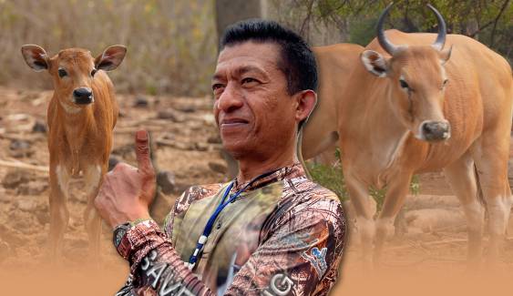 ภารกิจท้าทาย "คืนวัวแดง" กลับป่าสลักพระหลังสูญพันธุ์ 30 ปี
