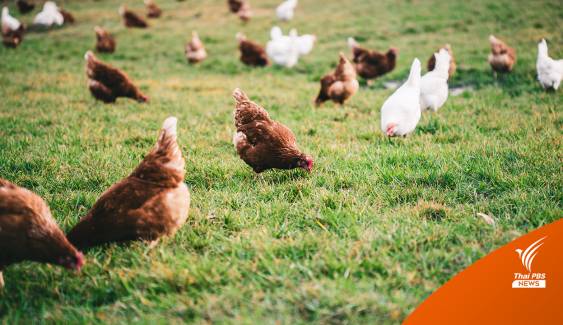 ฟาร์มในออสเตรเลีย ใช้เครื่องนับก้าวไก่ เช็กคุณภาพของไข่แต่ละฟอง