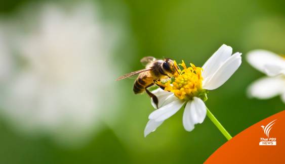 นักวิทย์ฯ พัฒนาวัคซีนสำหรับผึ้ง ลดการติดเชื้อแบคทีเรียในรังผึ้ง