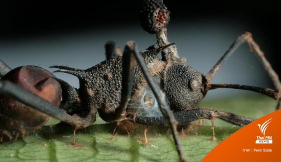 รู้จัก "คอร์ดิเซป" เห็ดราผู้ควบคุมสมองแมลง และผู้รักษาสมดุลของธรรมชาติ