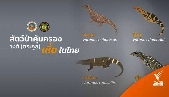 รู้จักสัตว์ป่าคุ้มครอง "วงศ์เหี้ย"  4 ชนิดในไทย