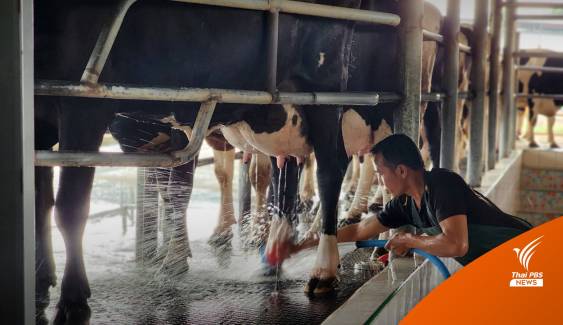 วิกฤตเกษตรกรโคนม ลุ้นปรับราคาน้ำนมดิบ-แก้อาหารวัวแพง