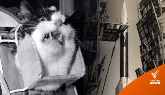 "เฟลิเซตต์" แมวตัวแรกในอวกาศผู้ถูกลืมเลือน