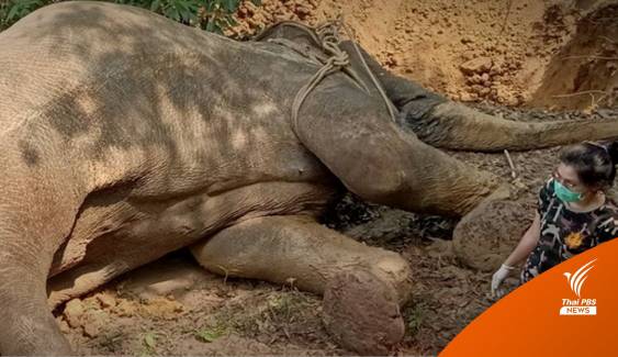 ช้างสีดอตายในเขตรักษาพันธุ์สัตว์ป่าภูวัว หลังป่วยหลายวัน
