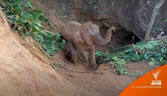 กรมอุทยานฯ เร่งช่วย "ช้างป่าแม่-ลูก" ตกหลุมยุบในป่าเขาบ่อแร่