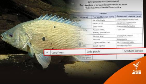 "ปลาหยก" เอเลียนสปีชีส์ 1 ใน 13 ชนิดที่ถูกห้ามนำเข้าไทย 