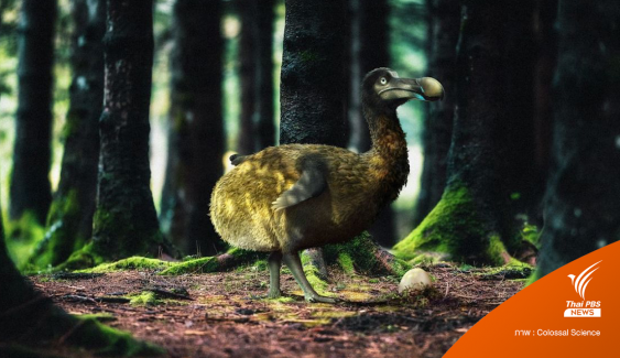สตาร์ตอัปสหรัฐฯ เตรียมคืนชีพ "นกโดโด" ที่สูญพันธุ์ไปแล้วมากกว่า 300 ปี
