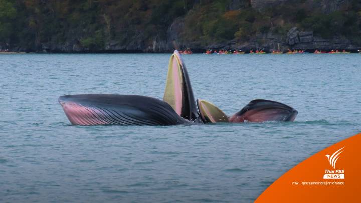 3 วาฬบรูด้า โผล่อวดโฉมเล่นน้ำ-หาอาหาร เขตอุทยานฯ หมู่เกาะอ่างทอง