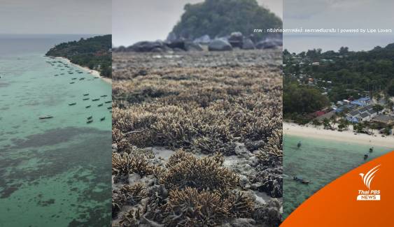 คุมปะการัง "เกาะหลีเป๊ะ" หลังพบนักท่องเที่ยวเดินย่ำตอนน้ำลด