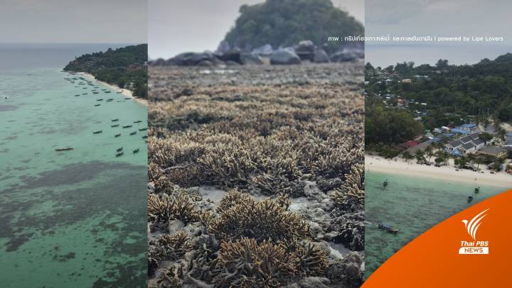 คุมปะการัง "เกาะหลีเป๊ะ" หลังพบนักท่องเที่ยวเดินย่ำตอนน้ำลด