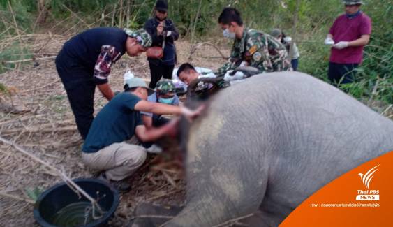ยิงยาซึมรักษา "ช้างป่า" บาดเจ็บ-ขาพิการ