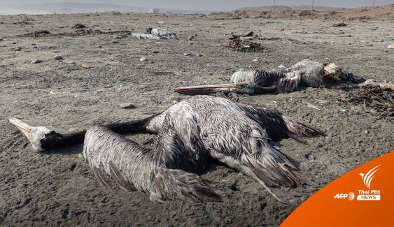นกทะเลกว่า 13,000 ตัว ในเปรู ตายจากไข้หวัดนก