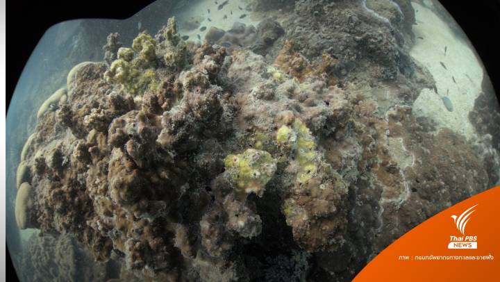 "โรคแถบสีเหลือง" ลามปะการังหลายชนิดในอ่าวไทย 1,000 ไร่ 