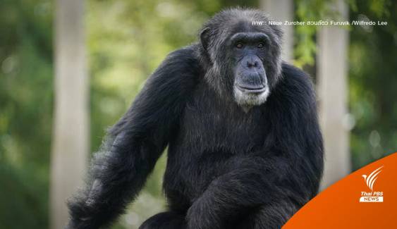 สวีเดนสังหาร " 3 ลิงชิมแปนซี" หลุดสวนสัตว์ห่วงอันตรายคน