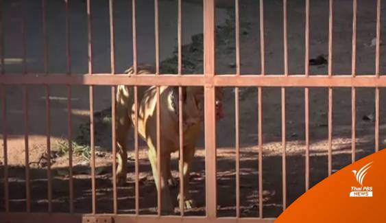 สุนัข "พิทบูล" รุมกัดชายอุดรฯ วัย 47 ปี เสียชีวิต