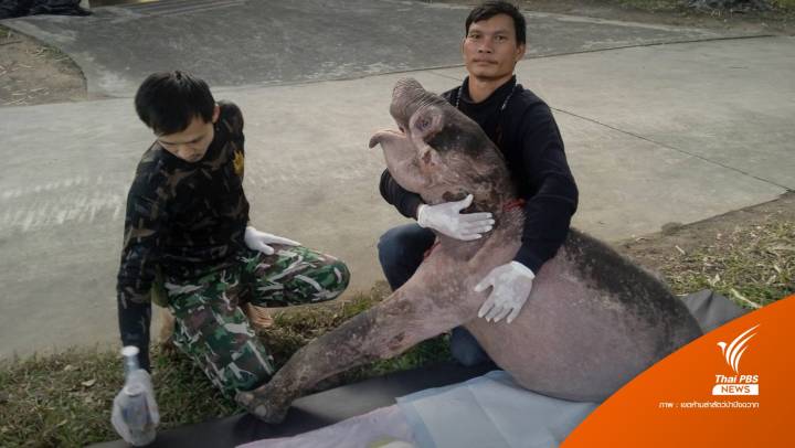 ลูกช้างป่า "ธันวา" มีกำลังมากขึ้น-น้ำหนัก 87 กก.