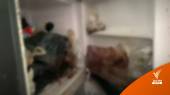 จนท.-อาสาฯ ช่วยแมวถูกทารุณ พบซากในตู้เย็นนับสิบตัว