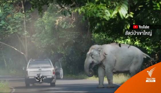 รถกระบะขับรถ-เร่งเครื่องยั่วยุ ช้างป่าเขาใหญ่   