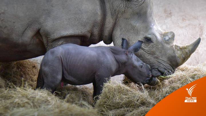  เปิดตัวสมาชิกใหม่ “ลูกแรดขาว” สวนสัตว์เปิดเขาเขียว