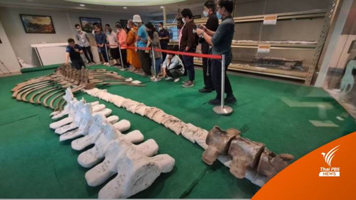 ครั้งแรกในไทย! ขึ้นทะเบียนฟอสซิล "วาฬบรูด้า" อายุ 3,380 ปี