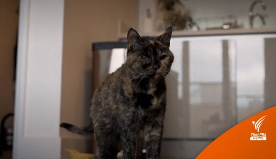 กินเนสส์บุ๊กบันทึกสถิติ "ฟลอสซี" แมวอายุมากที่สุดในโลก