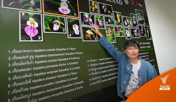 ไทยค้นพบ “พืชสกุลเทียน” ชนิดใหม่ของโลกมากถึง 20 ชนิด