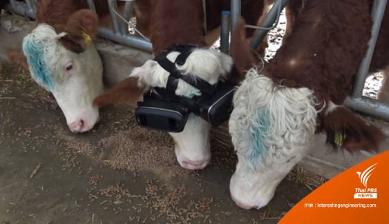 วัวตุรกีสวม VR จำลองภาพทุ่งหญ้า ช่วยให้ผลิตนมได้มากขึ้น